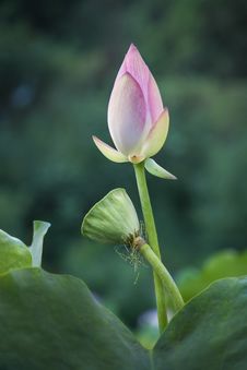 Pink Lotus Bud And Pod Stock Images Pink Lotus Bud And Pod Stock Images