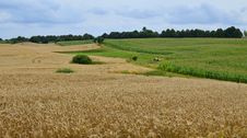 Grain And Corn Fields Background Stock Photos Grain And Corn Fields Background Stock Photos