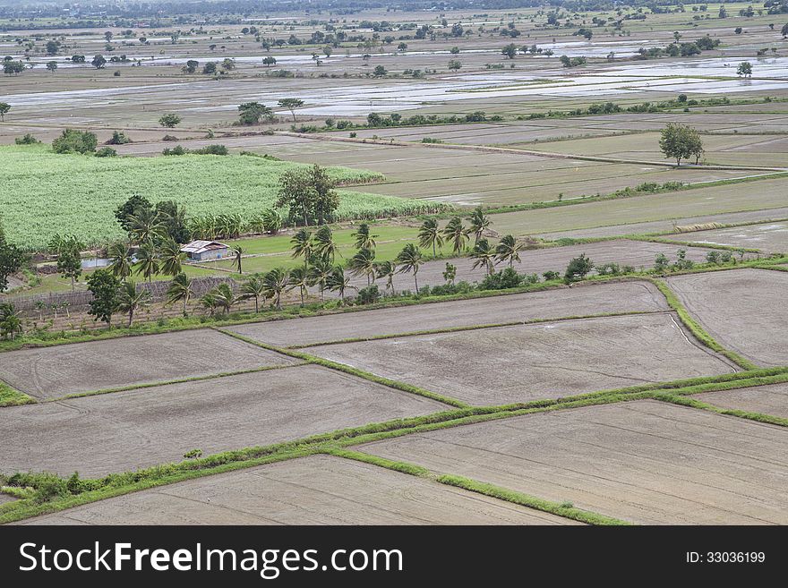 Rice fields were ploughed to prepare planting