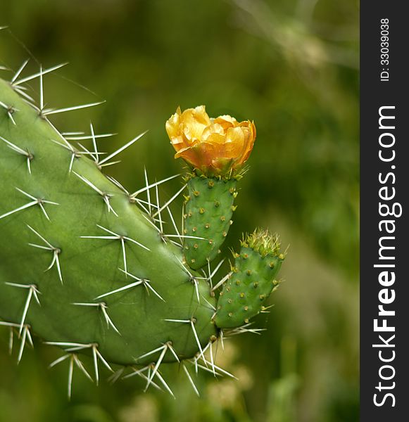 Cactus flower in Kenya, Africa