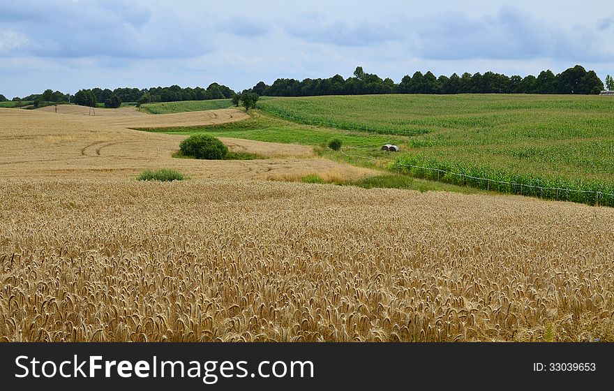 Grain and corn fields creating amazing lanscape. Grain and corn fields creating amazing lanscape