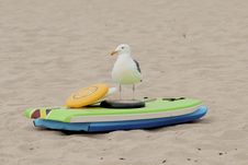 Seagull On The Beach Standing In Front Of Colorful Beach Toys Stock Photo Seagull On The Beach Standing In Front Of Colorful Beach Toys Stock Photo