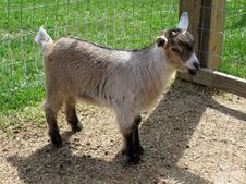 Nigerian Dwarf Goat Doeling Royalty Free Stock Photo