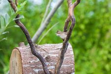 Common Whitethroat Royalty Free Stock Image Common Whitethroat Royalty Free Stock Image