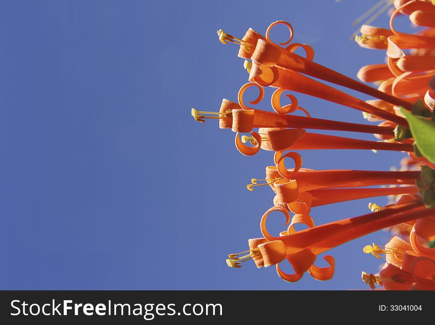 Close up of orange flowers over deep blue sky