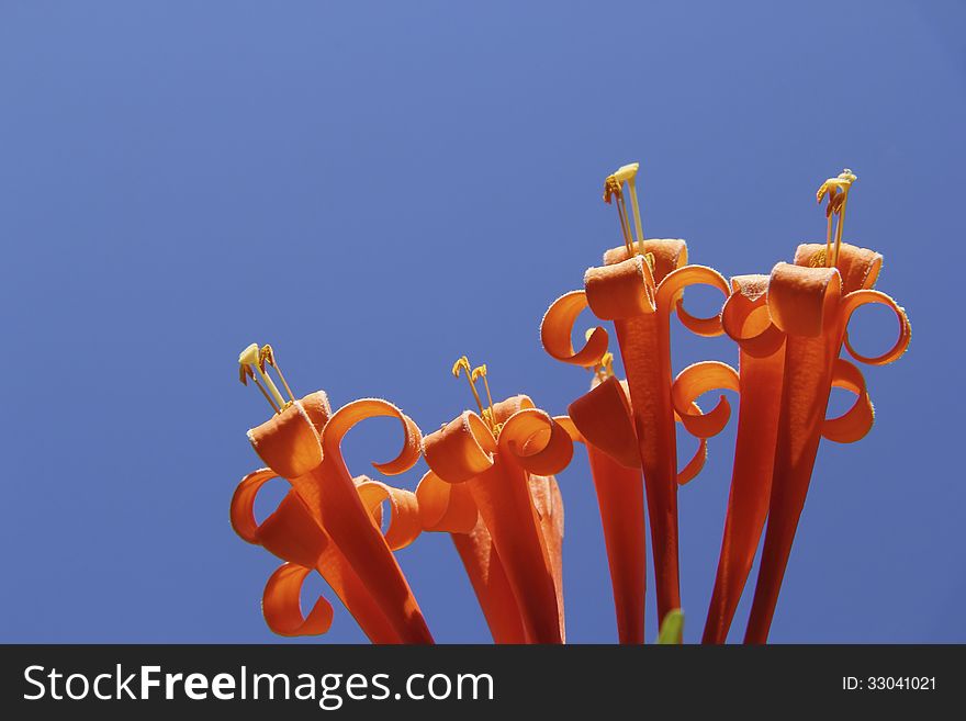 Close up of orange flowers over deep blue sky