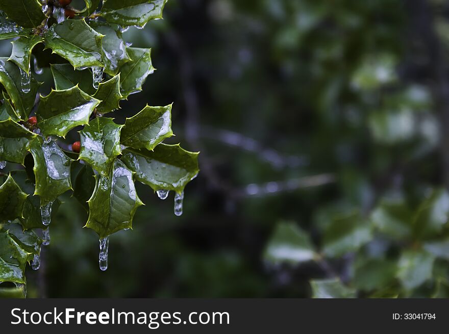 Icy holly branch with copyspace, defocused background