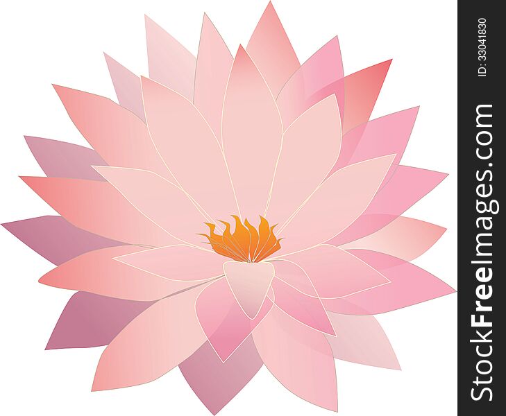 Translucent Lotus Flower