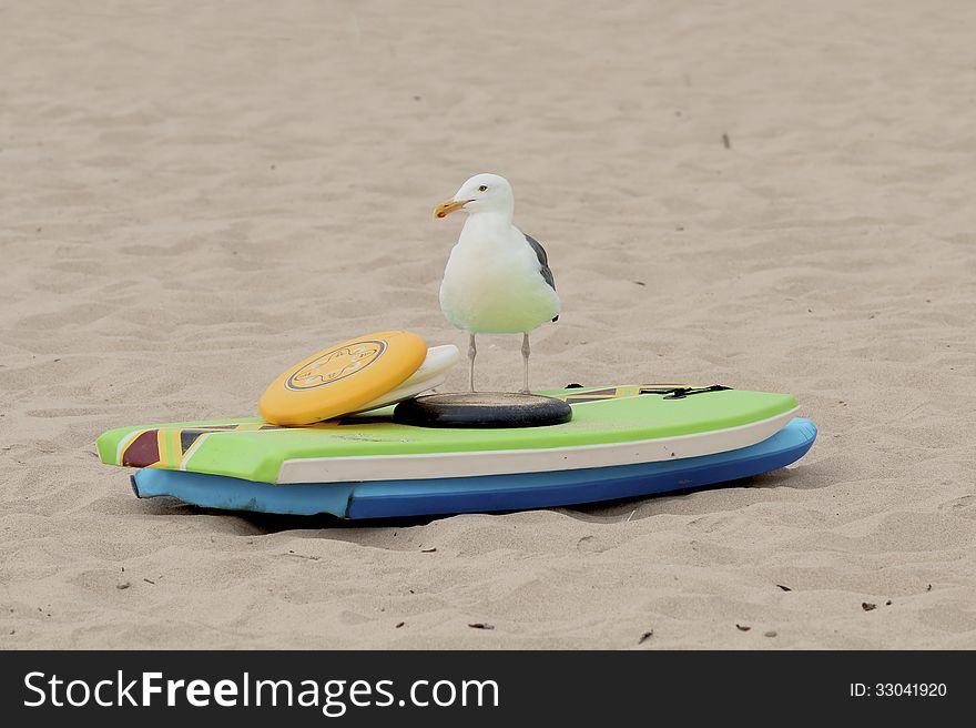 Seagull on the beach standing in front of surfing boards and sports discs. Seagull on the beach standing in front of surfing boards and sports discs