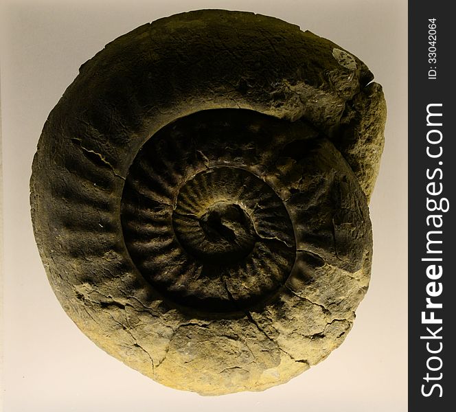 Image of an ammonite fossil