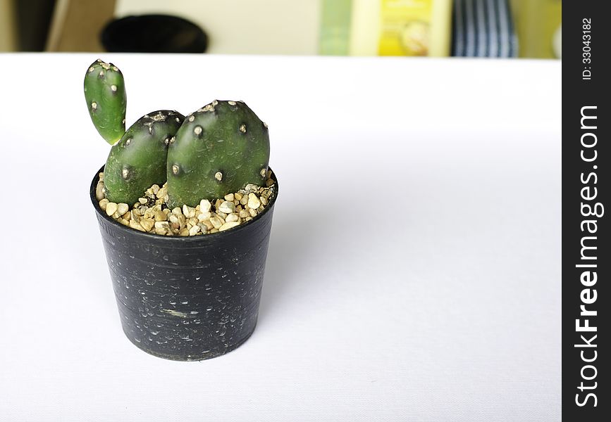 Prickly Pear Cactus A potted plant