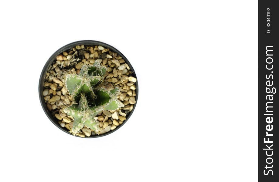 Top view of tiny potted cactus on white background