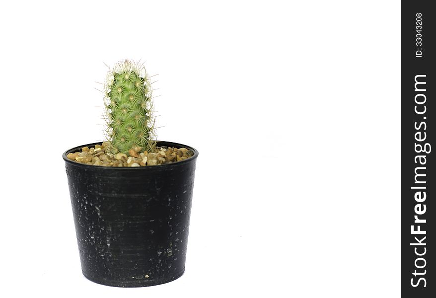 Small cactus in a pot isolated on a white background. Small cactus in a pot isolated on a white background