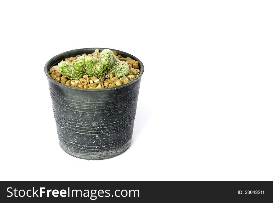 Green tiny cactus in pot isolated on white background