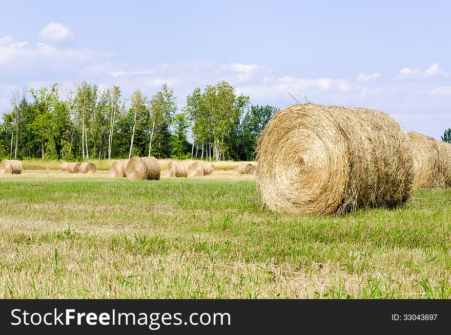 Mown Hay lying in field of stubble. Mown Hay lying in field of stubble