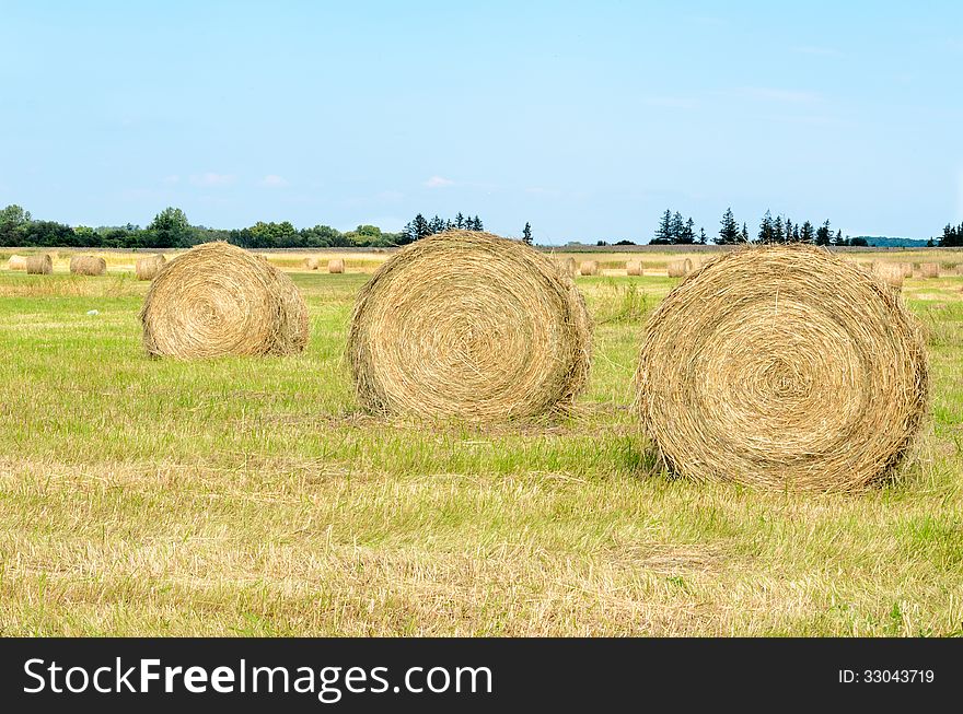 Mown Hay lying in field of stubble. Mown Hay lying in field of stubble