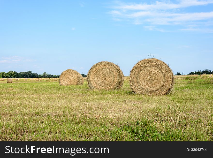 Mown Hay lying in field of stubble. Mown Hay lying in field of stubble