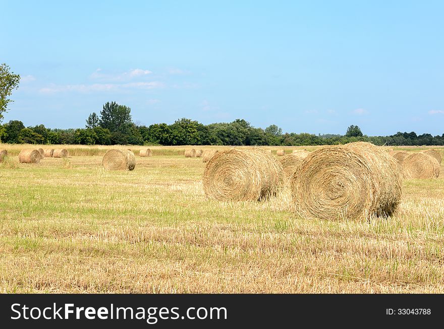 Mown Hay lying in field of stubble. Mown Hay lying in field of stubble