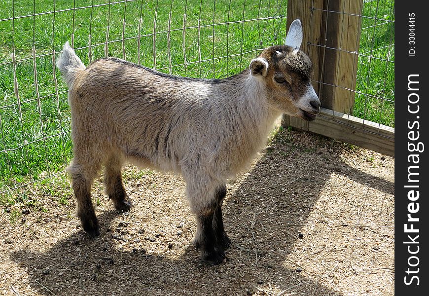 6 weeks old Nigerian Dwarf doeling. 6 weeks old Nigerian Dwarf doeling