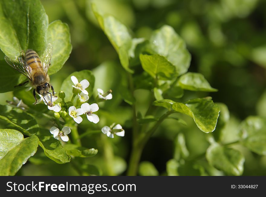 Green leaves with white flowers and a bee is busy collecting pollen. Green leaves with white flowers and a bee is busy collecting pollen