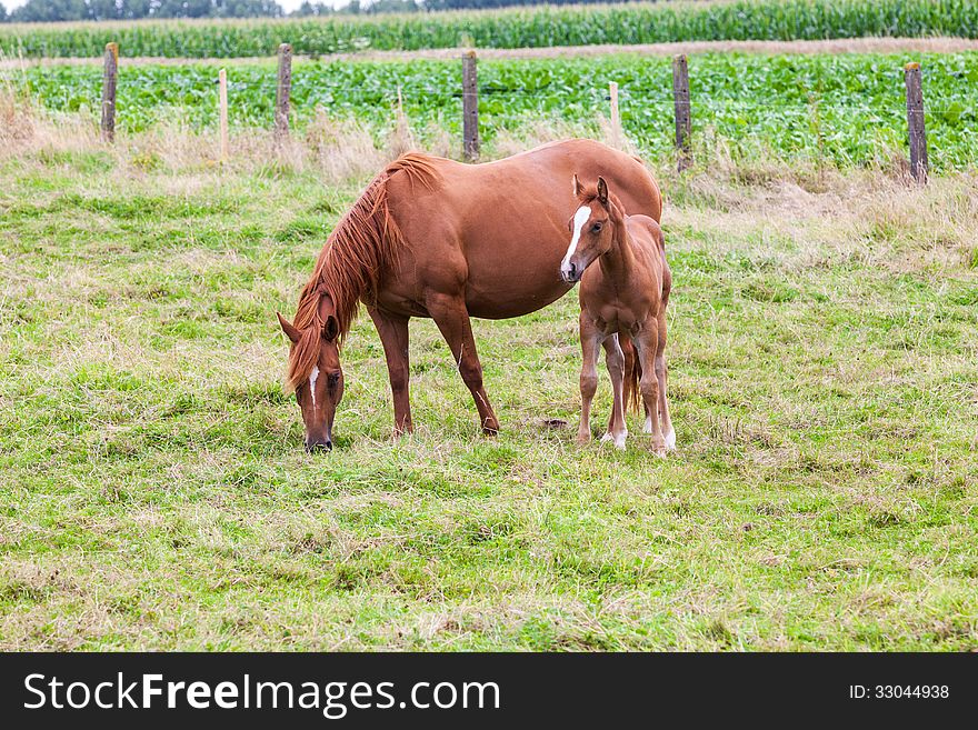 This mother horse with young horse standing in pasture, by curiosity alone the young horse looking at me