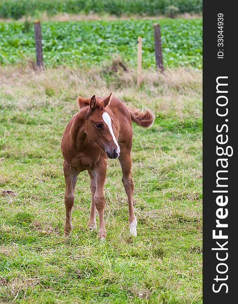 This mother horse with young horse standing in pasture, by curiosity alone the young horse looking at me