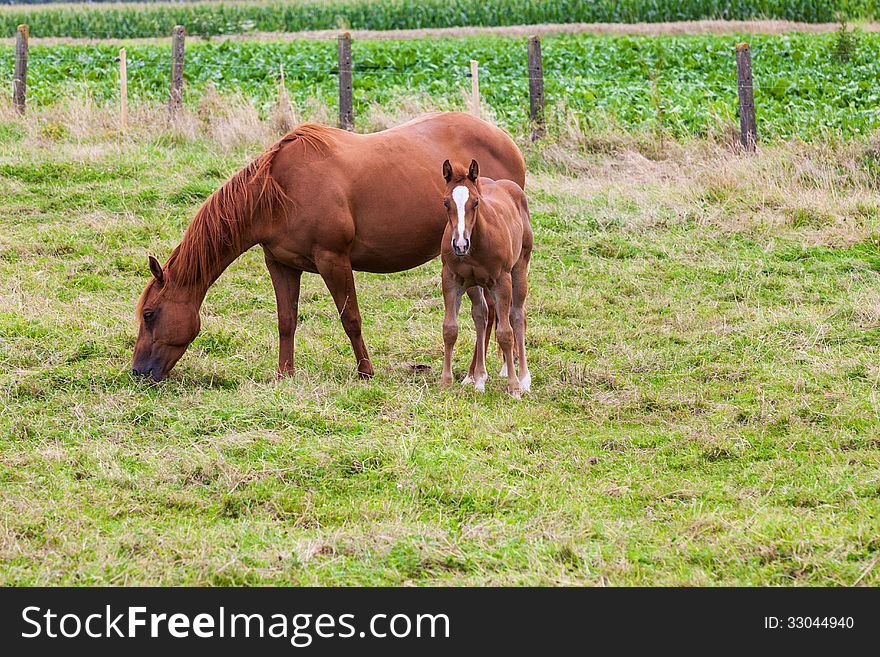 This mother horse with young horse standing in pasture, by curiosity alone the young horse looking at me