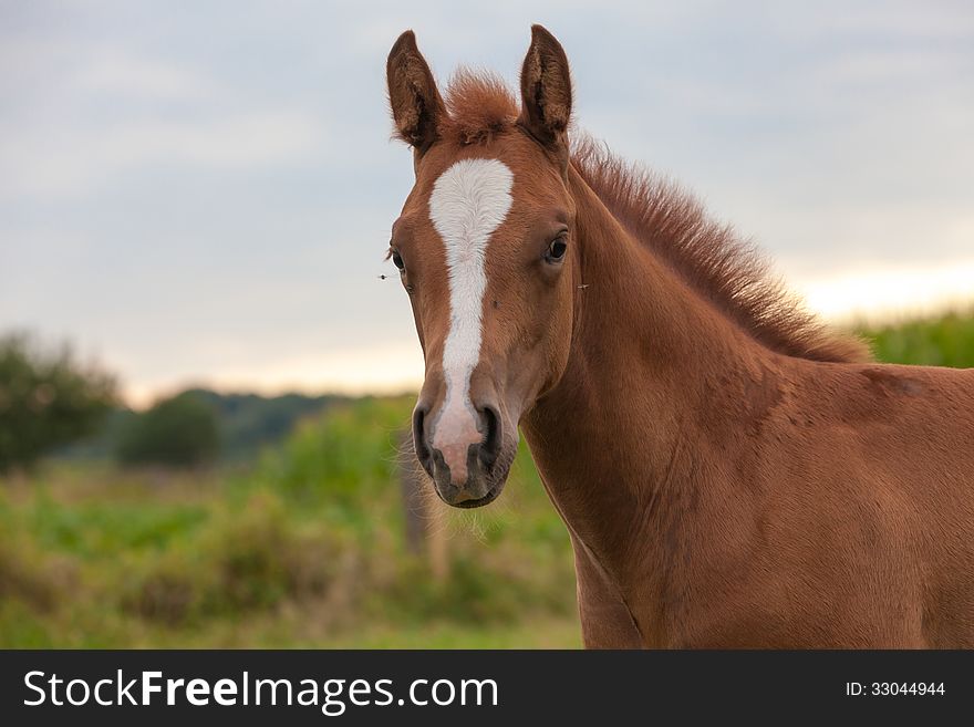 This mother horse with young horse standing in pasture, by curiosity alone the young horse looking at me