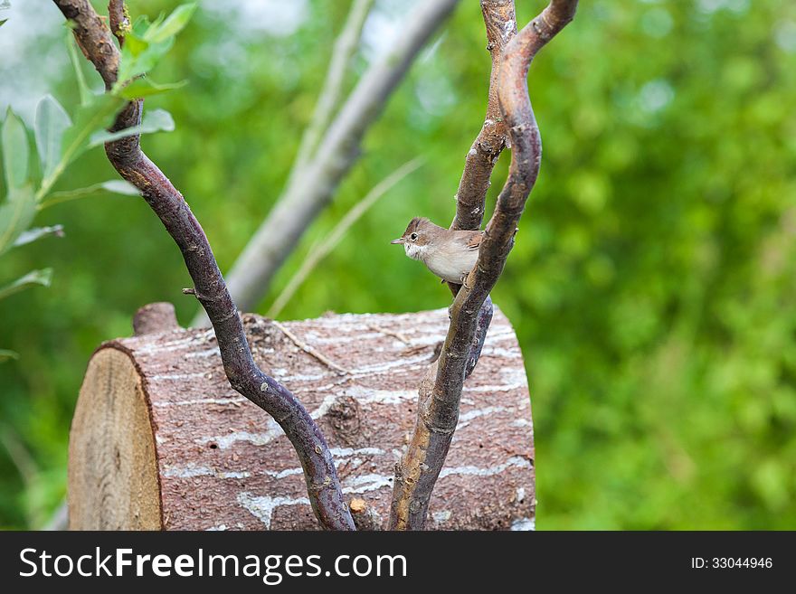 Common Whitethroat