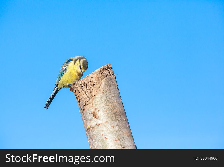 The blue tit is the bright colors a bird easily recognizable , which somewhat resembles the great tit .However, the blue tit is significantly smaller and has a blue , rather than a black crown .The bird is also recognizable by the white cheeks with the black eye stripe well.Because the blue tit very small and light, the bird can easily hang upside down on a thin branch .