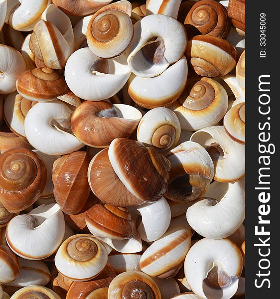 Spiral Sea Shells Background
