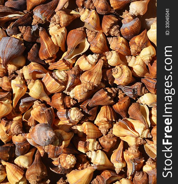 Brown And Spital Sea Shells Background