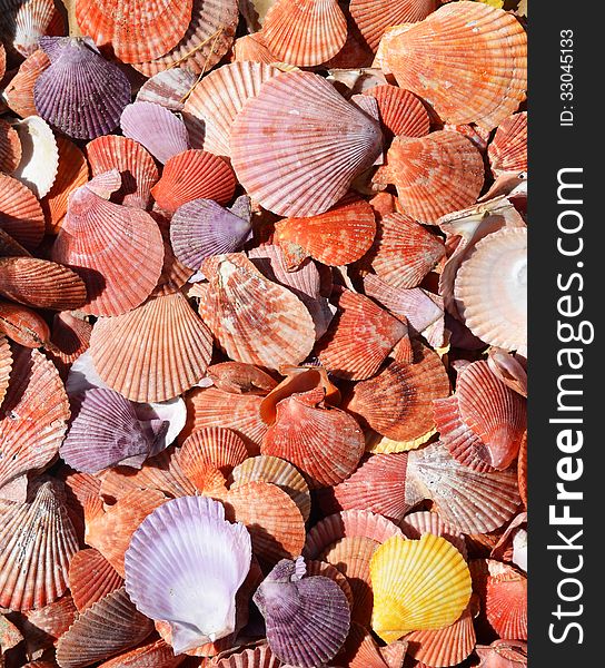 Collection of flat and colorful sea shells. Collection of flat and colorful sea shells