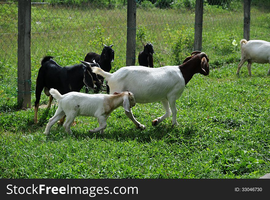 A group of goats at goat's farm. A group of goats at goat's farm.