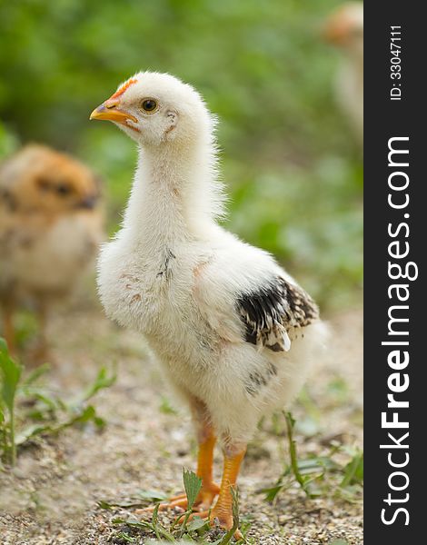 Portrait of beautiful baby chick. Portrait of beautiful baby chick