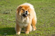 Dog Chow Chow Royalty Free Stock Image