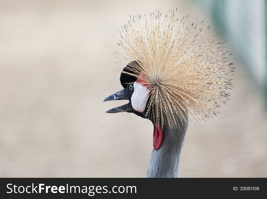 Portrait of black crowned crane in nature