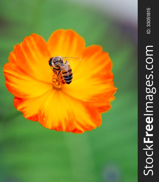 Orange poppy flower with a bee close up outside
