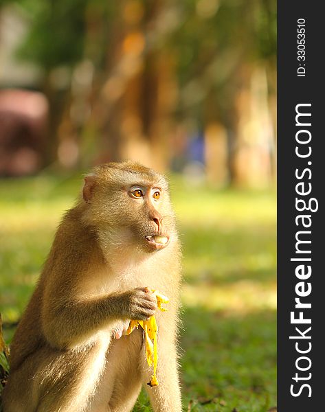 Monkey eating banana in park