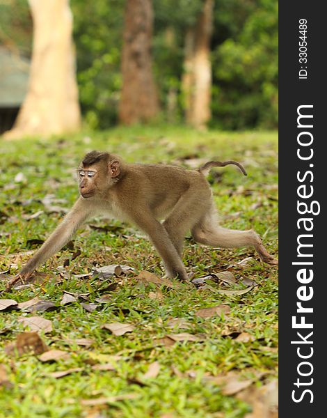 Monkey was walking in thailand wild