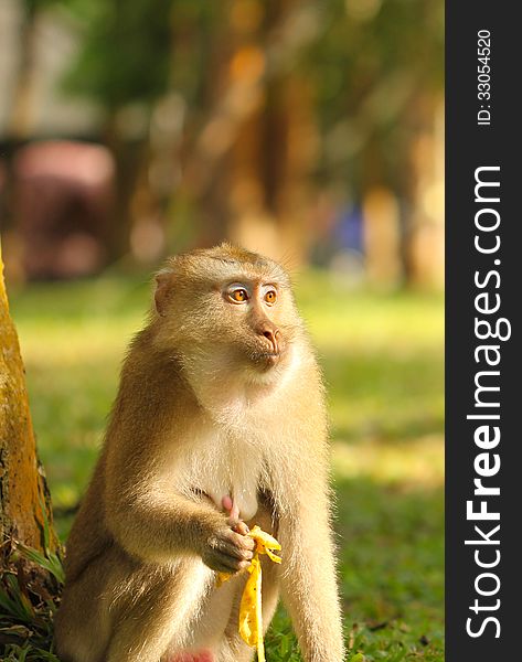 Monkey eating banana in wild