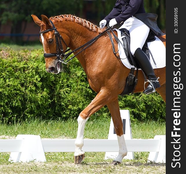 Dressage Horse