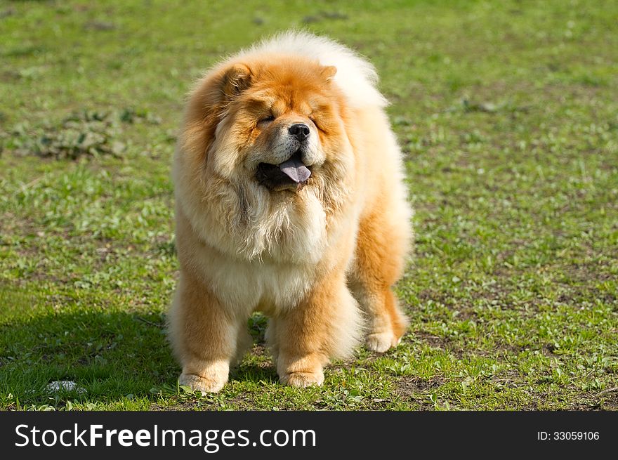 Dog chow chow on the grass