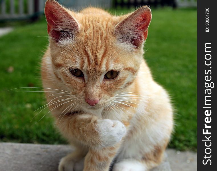 A ginger cat on green grass