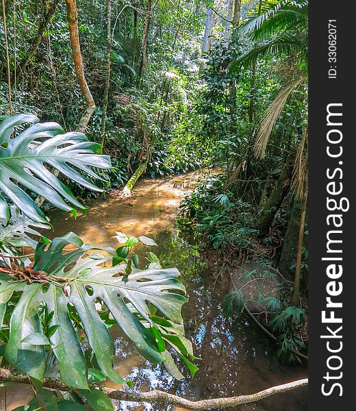 Small waterstream flows through the Brazilian jungle on a sunny day.