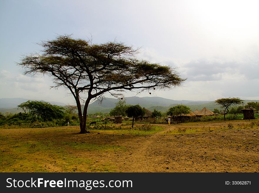 A big acacia tree in ethiopian landscape
