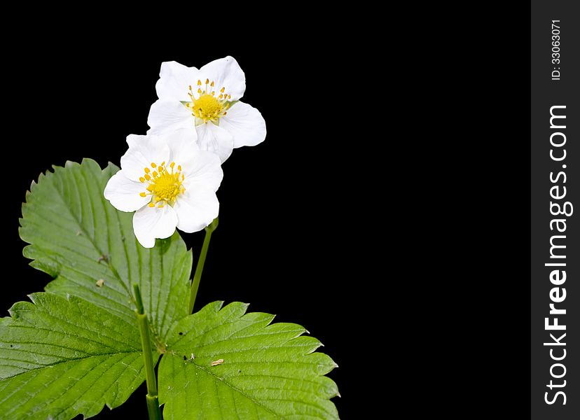 The photo shows the leaves and inflorescence flower of wild strawberry isolated on a black background