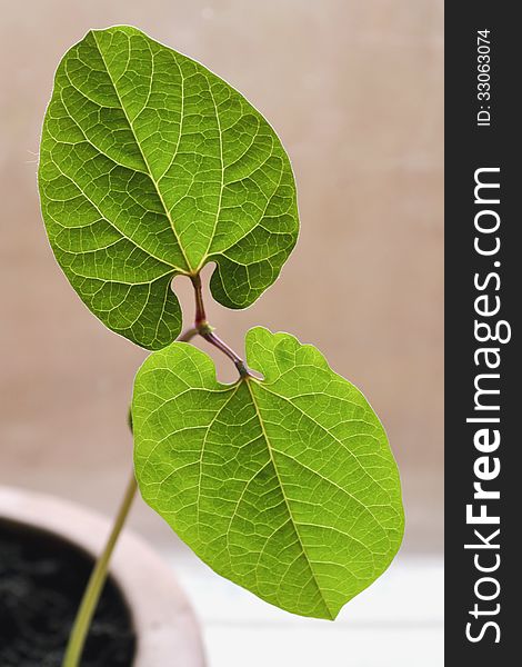 The photo shows a close-up of bean seedling. The photo shows a close-up of bean seedling