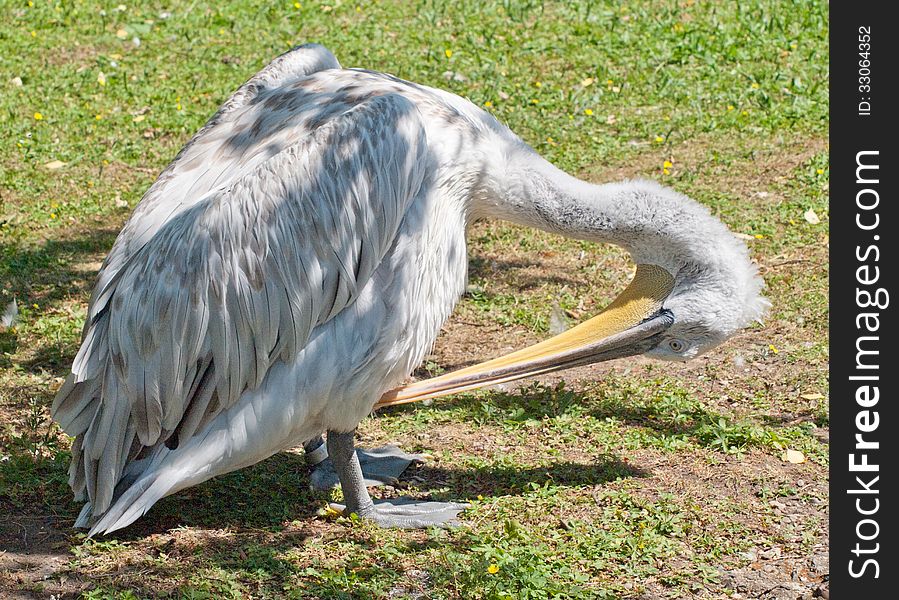 Pelican Preening Feathers