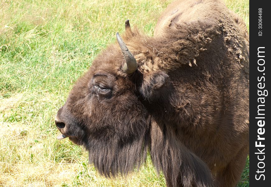 Head of European bison - detail. Head of European bison - detail